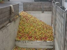 Die Streuobst-Ablage ist fast voll